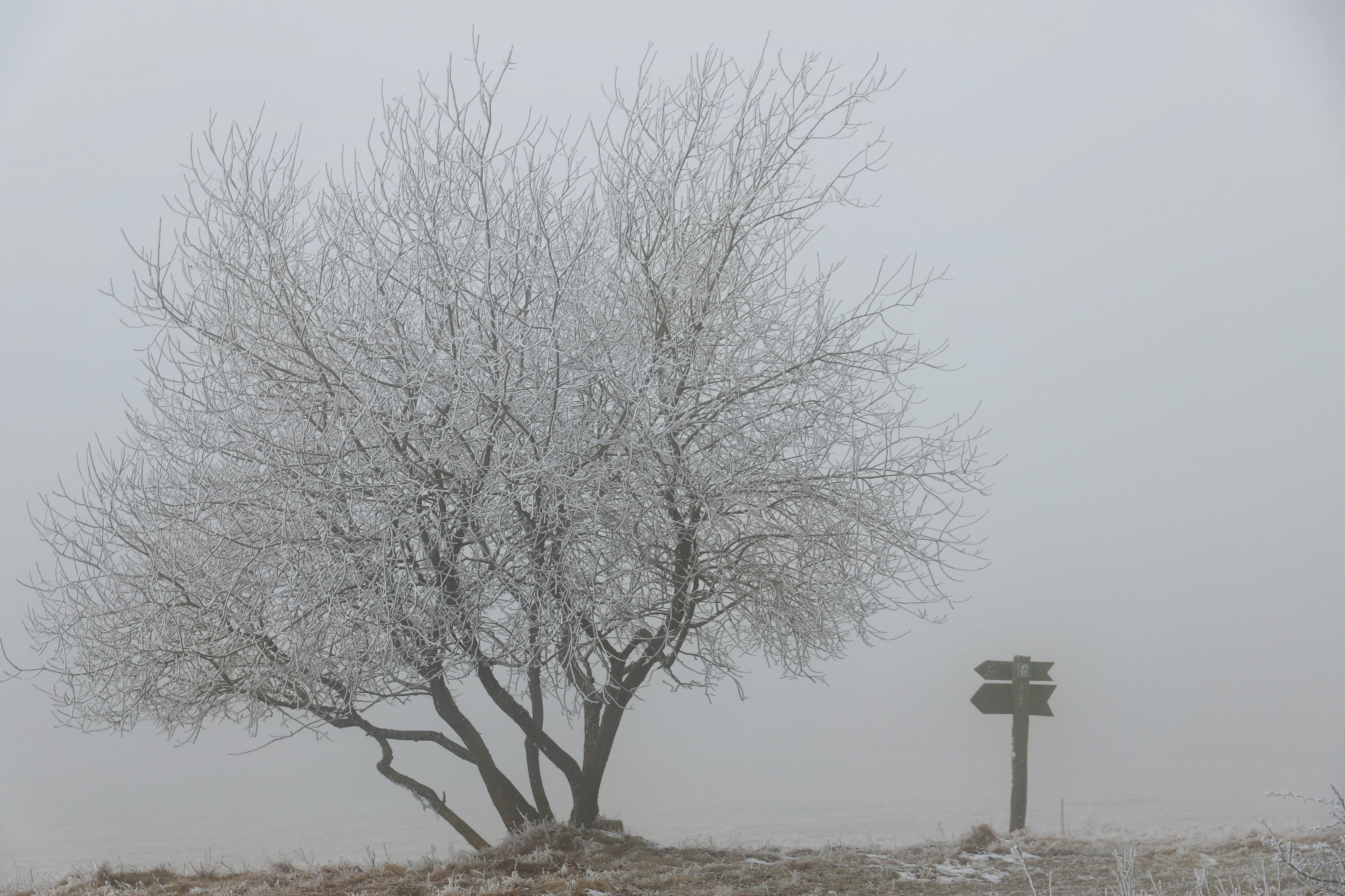 Wooden Signs for Outdoors: Best Woods, Finishes & Care